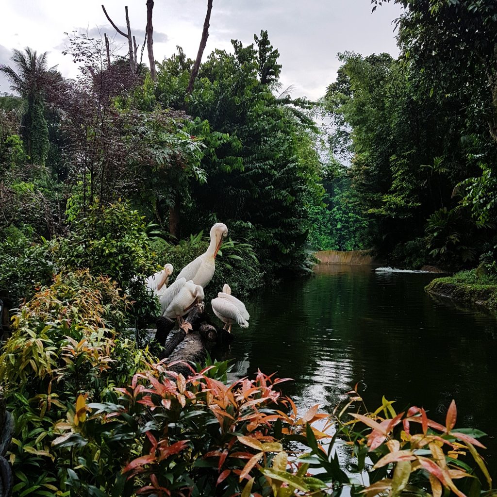 singapore zoo
